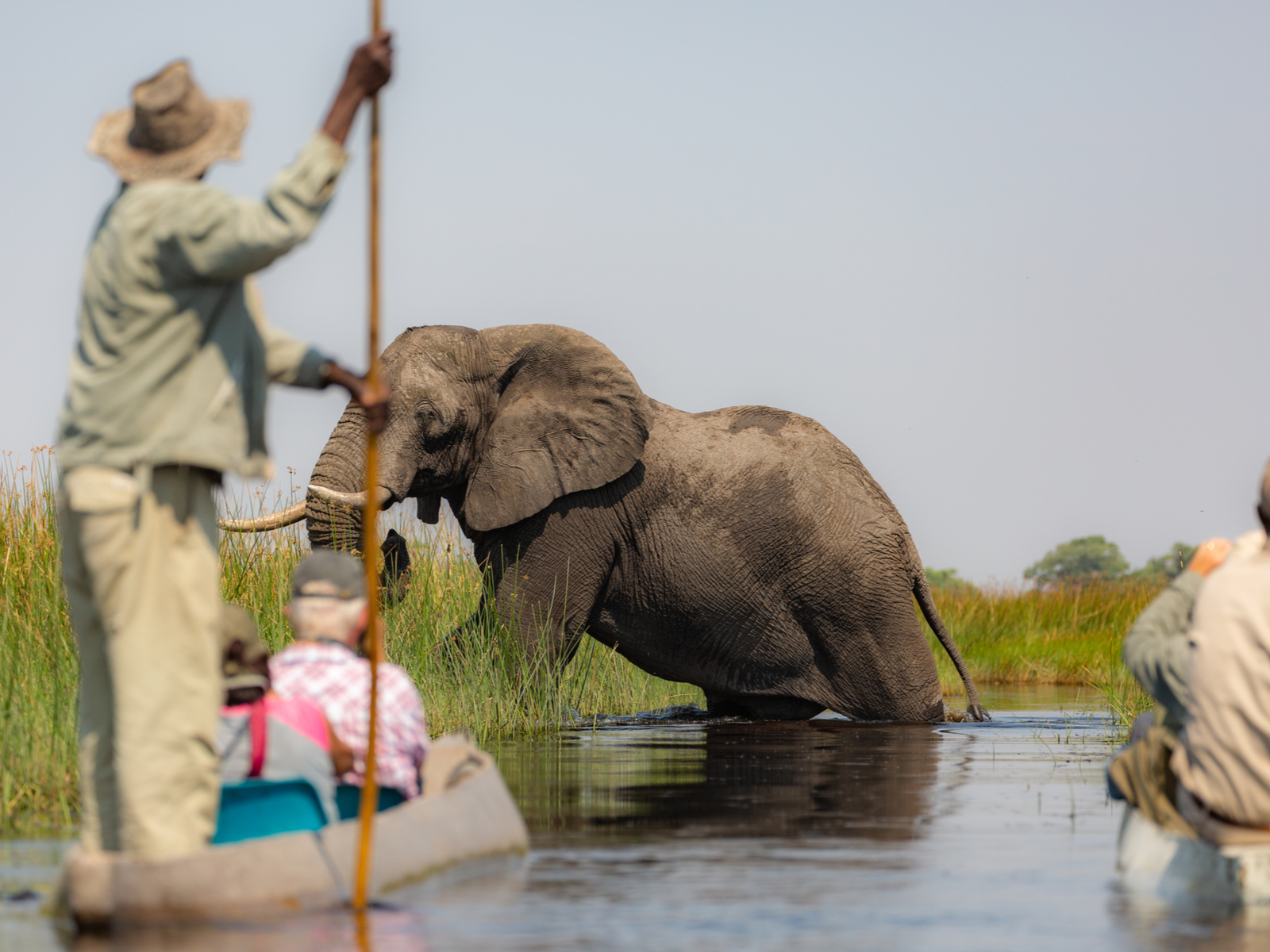 Tourists on one of the best safaris in Africa in the Okavango Delta watching an elephant cross the river while sitting in boats