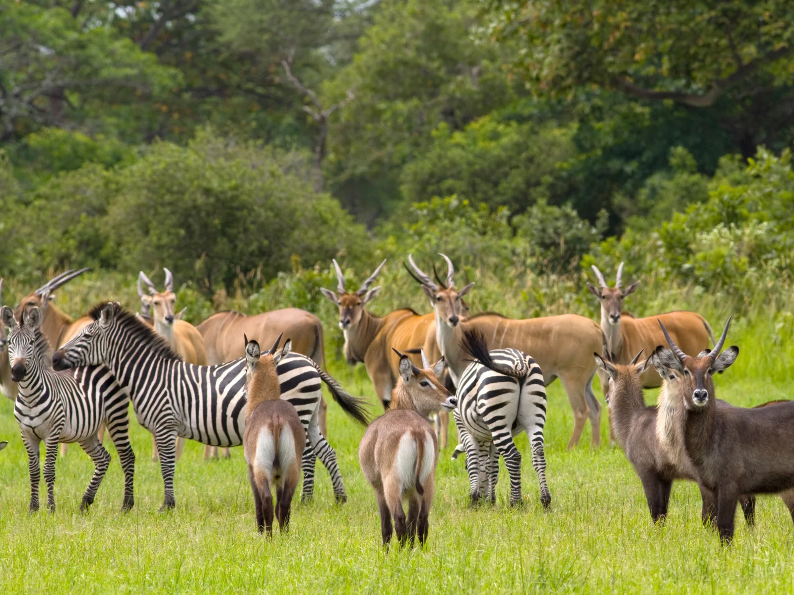 As seen at one of the best safaris in Africa, the Katavi National Park, mixed herd of zebras and waterbuck