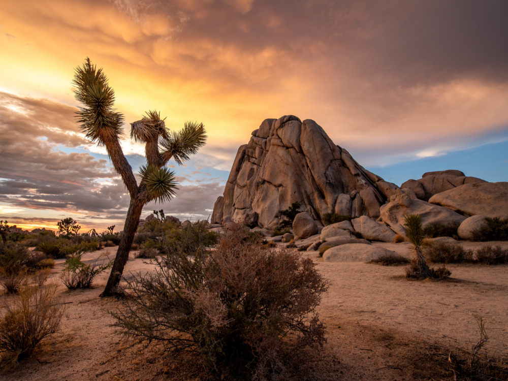 For a piece on the best time to visit California, pictured is a dawn view of Joshua Tree Park in the desert