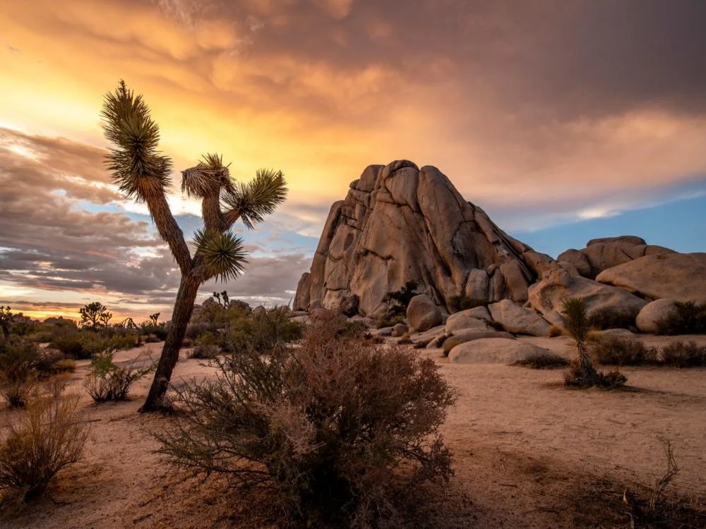 For a piece on the best time to visit California, pictured is a dawn view of Joshua Tree Park in the desert