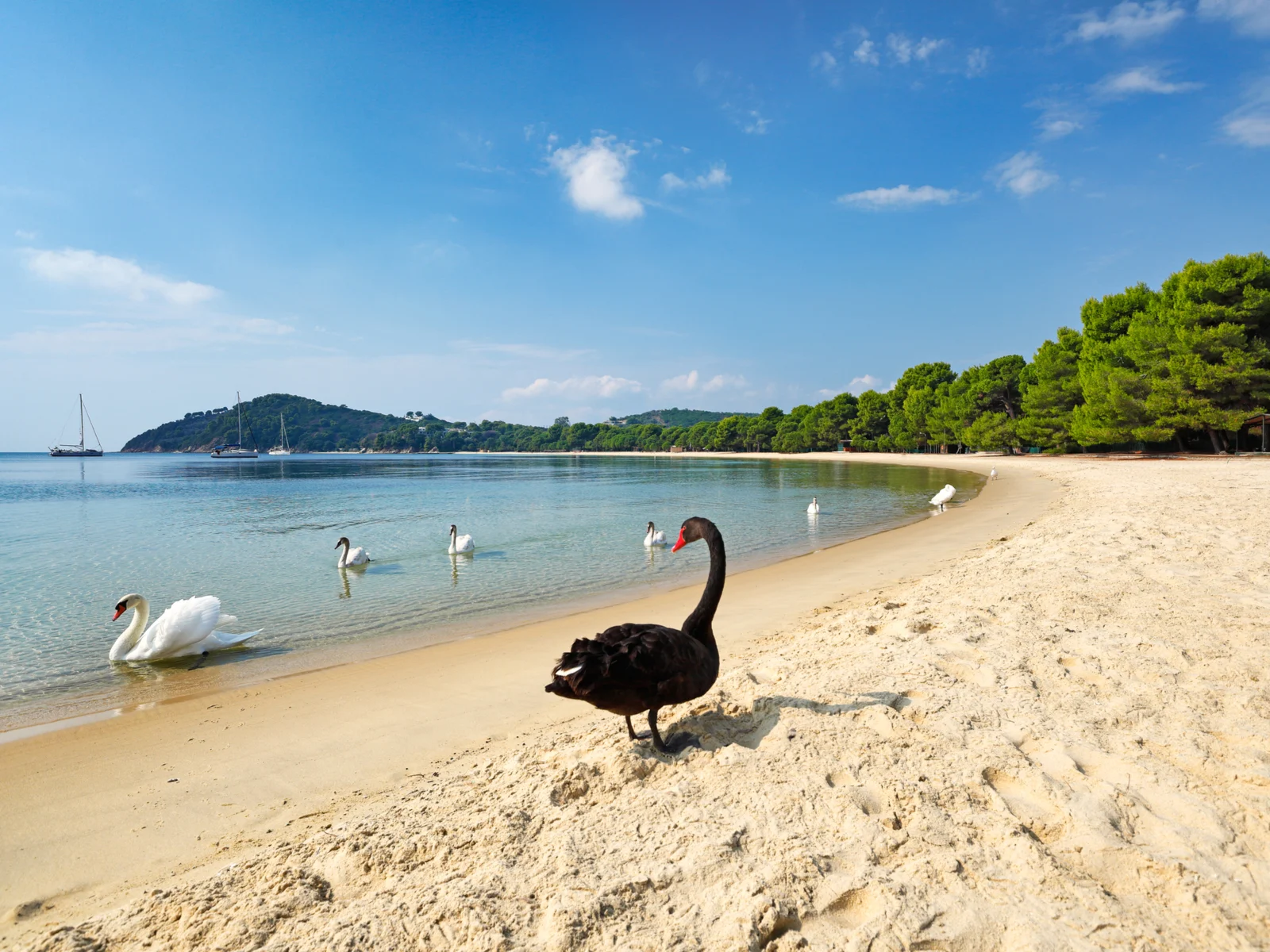 Koukounaries, Skiathos beach, one of the best in Greece, pictured with a swan on the sand
