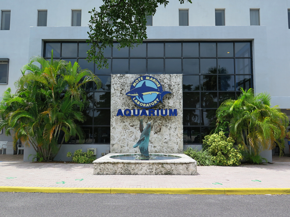 A small statue of breaching humpback whale below the Mote Marine Laboratory & Aquarium's signage, known as one of the best aquariums in Florida