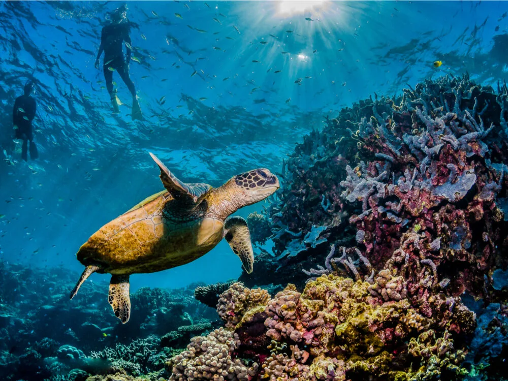 Turtle swimming along the Great Barrier Reef during the best time to go to Australia