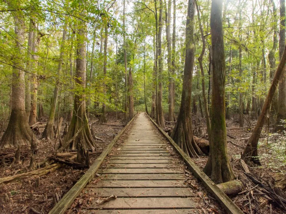 A boardwalk in the middle of green forest at Congaree National Park in Hopkins, one of the best South Carolina attractions
