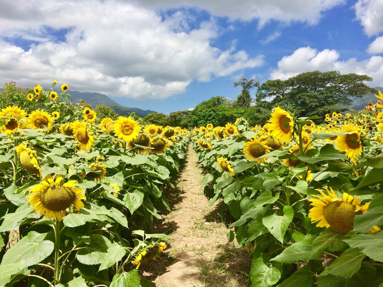 A small bare path in the middle of blooming sunflowers of Finca El Girasol is one of the best things to do in Puerto Rico