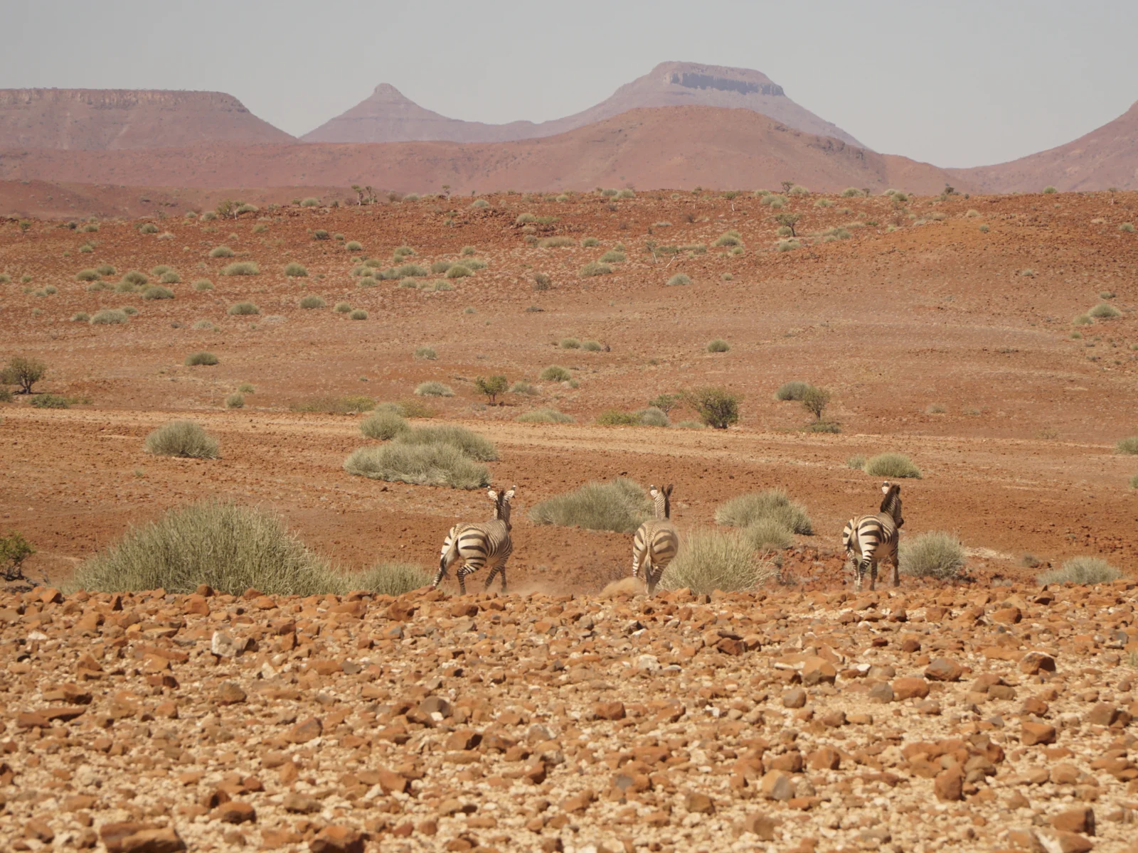 Mountain zebras seen in the Northern Damaraland, one of Africa's best safaris