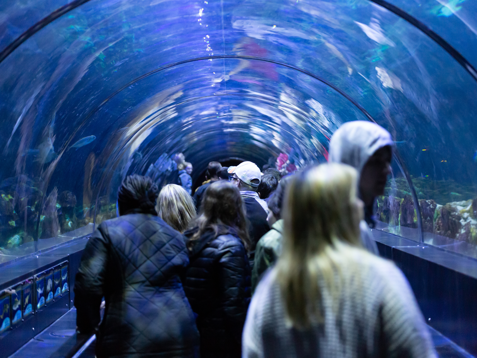 People observing marine species at SeaWorld Aquarium Tunnel, a piece on the best aquariums in Florida