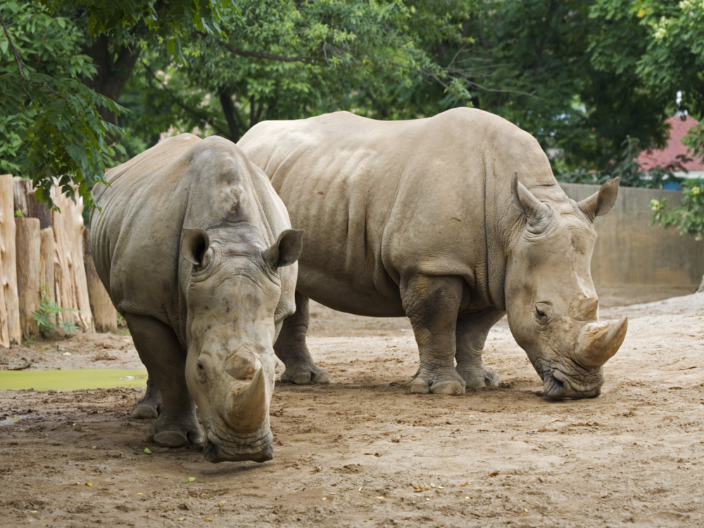 A pair of Rhinoceros with head down to the ground at Louisville Zoo, one of the best things to do in Kentucky