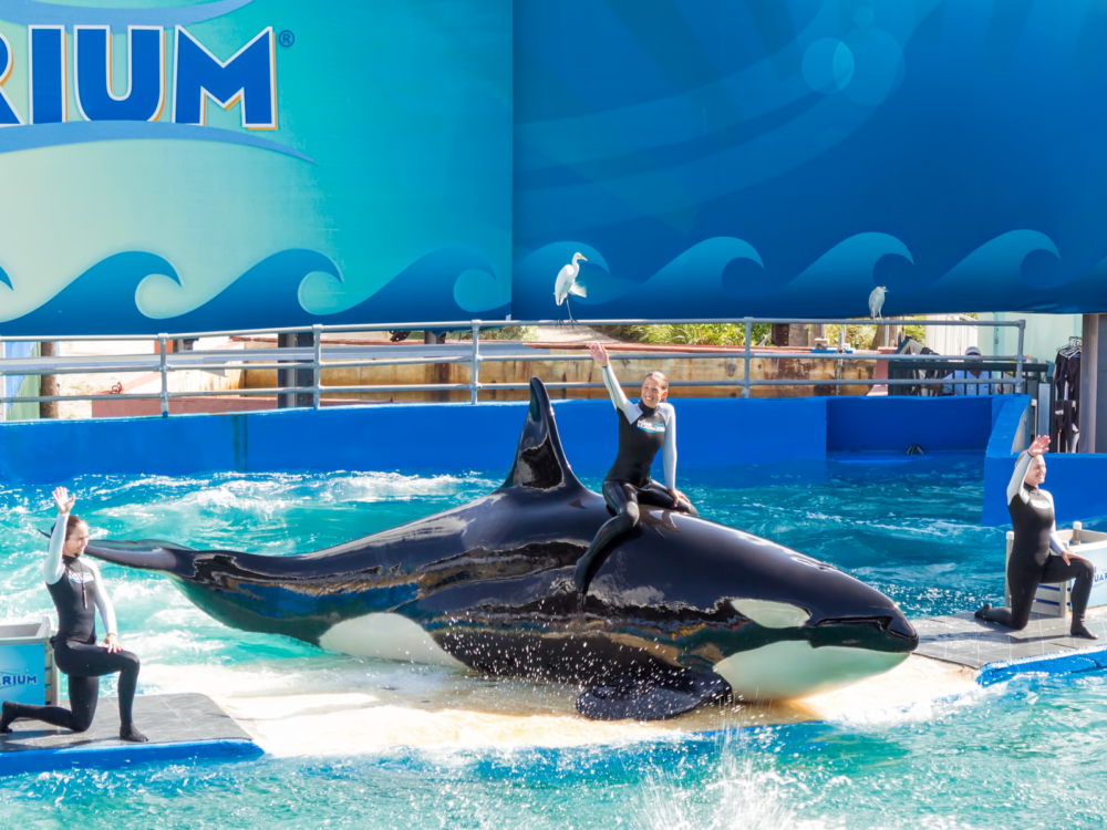 Trainers riding a couple of killer whales at one of the best things to do in South Florida, the Miami Seaquarium