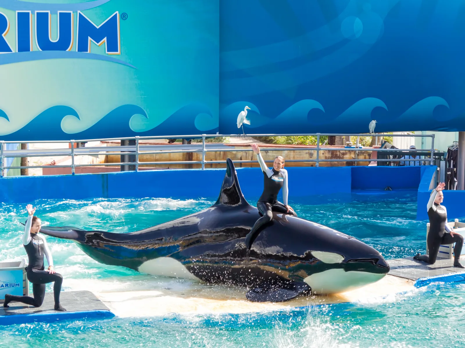 Woman riding a killer whale in the Miami seaquarium, one of the best things to do in Miami