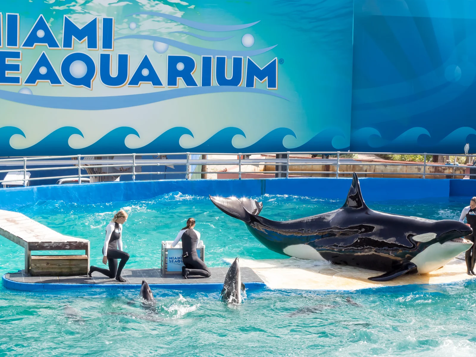 A Killer Whale named Lolita and two Dolphins performing some routines with their trainers at Miami Seaquarium, one of the best aquariums in Florida