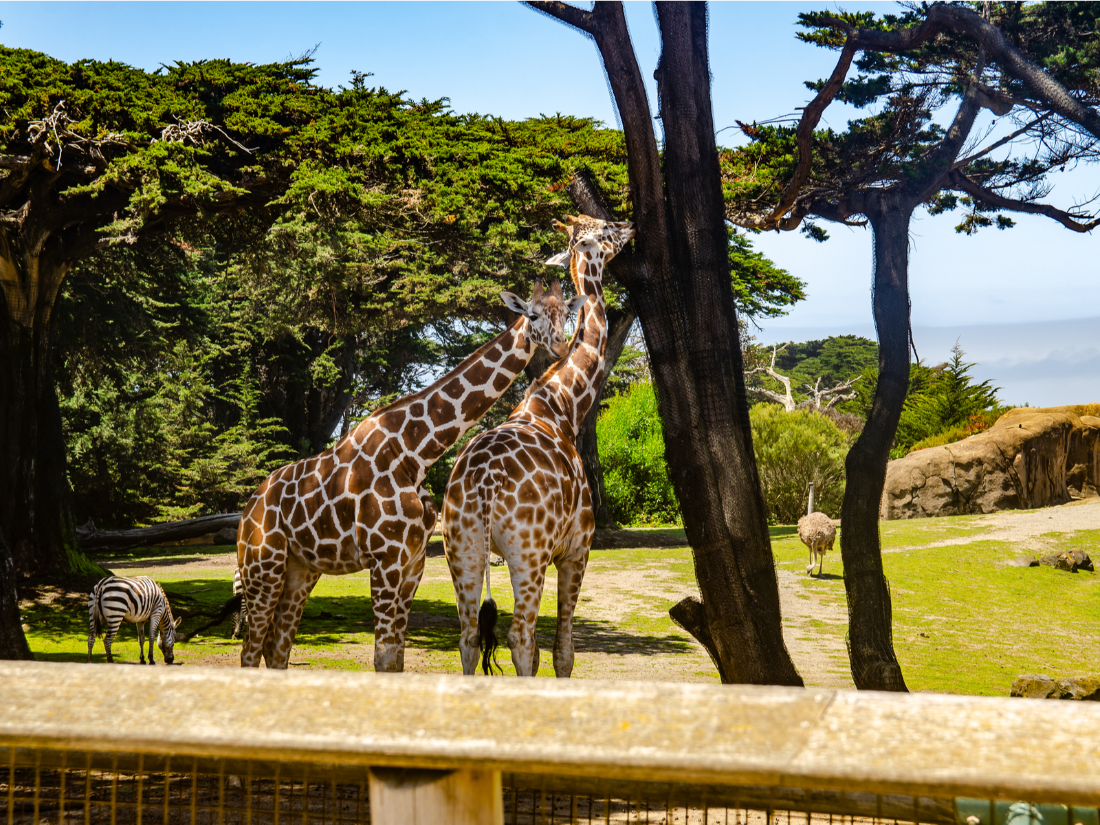 Giraffes at the San Francisco Zoo, one of the best attractions in San Francisco