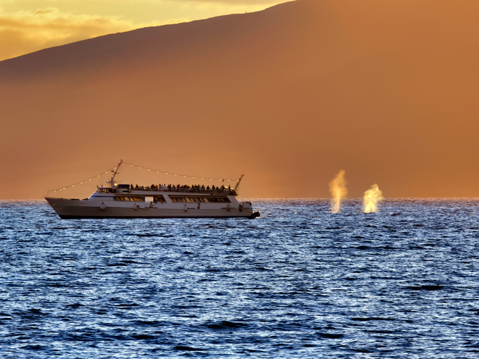 Whales spouting off for a piece on the best things to do in Maui