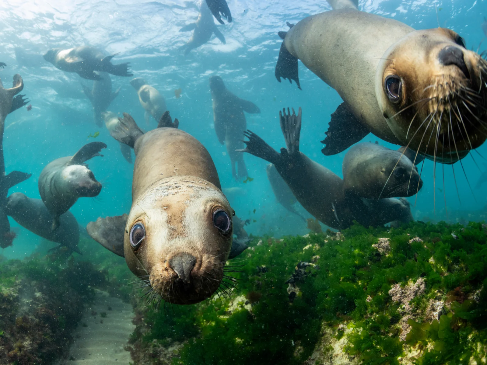 Cute seals pictured during the cheapest time to visit Argentina
