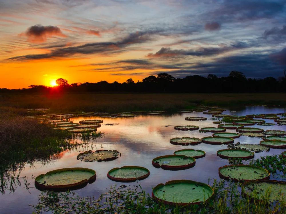 Sunset over a lake filled with lily pads pictured during the least busy time to visit Brazil