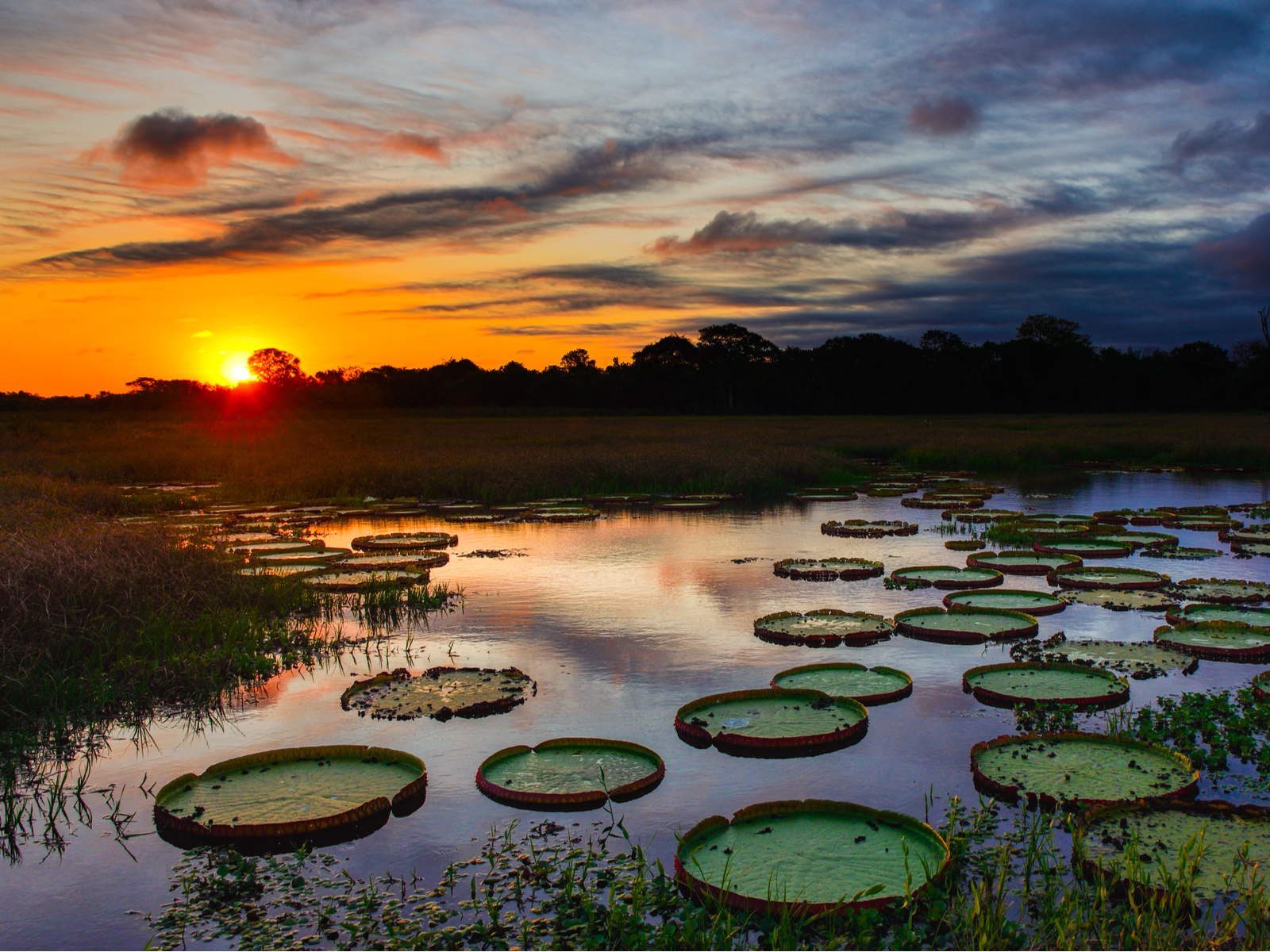 Sunset over a lake filled with lily pads pictured during the least busy time to visit Brazil