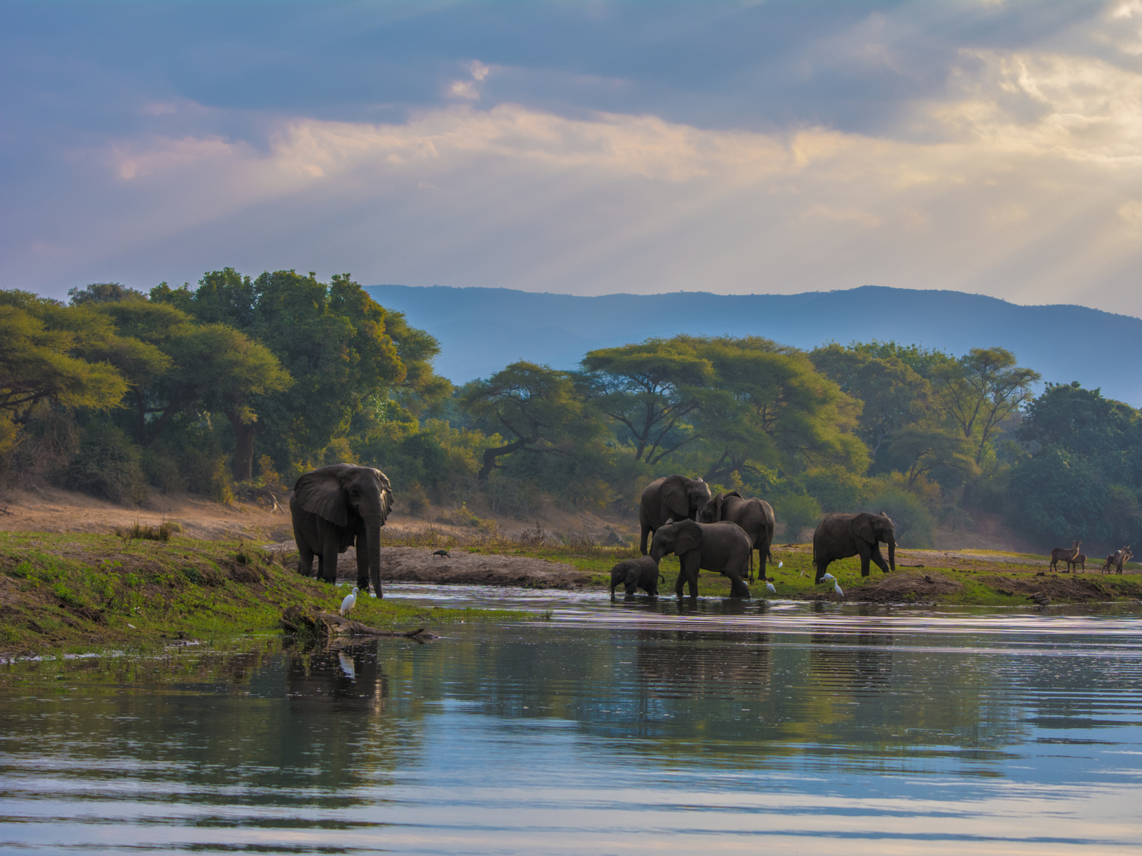 Elephant herd on the banks of a watering hole, seen from one of the best safaris in Africa, the Lower Zambezi National Park
