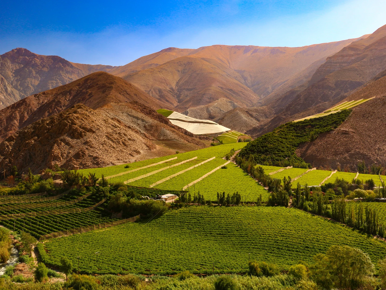 Vineyard on the hills of Valle del Elqui pictured in Summer, the best time to visit Chile