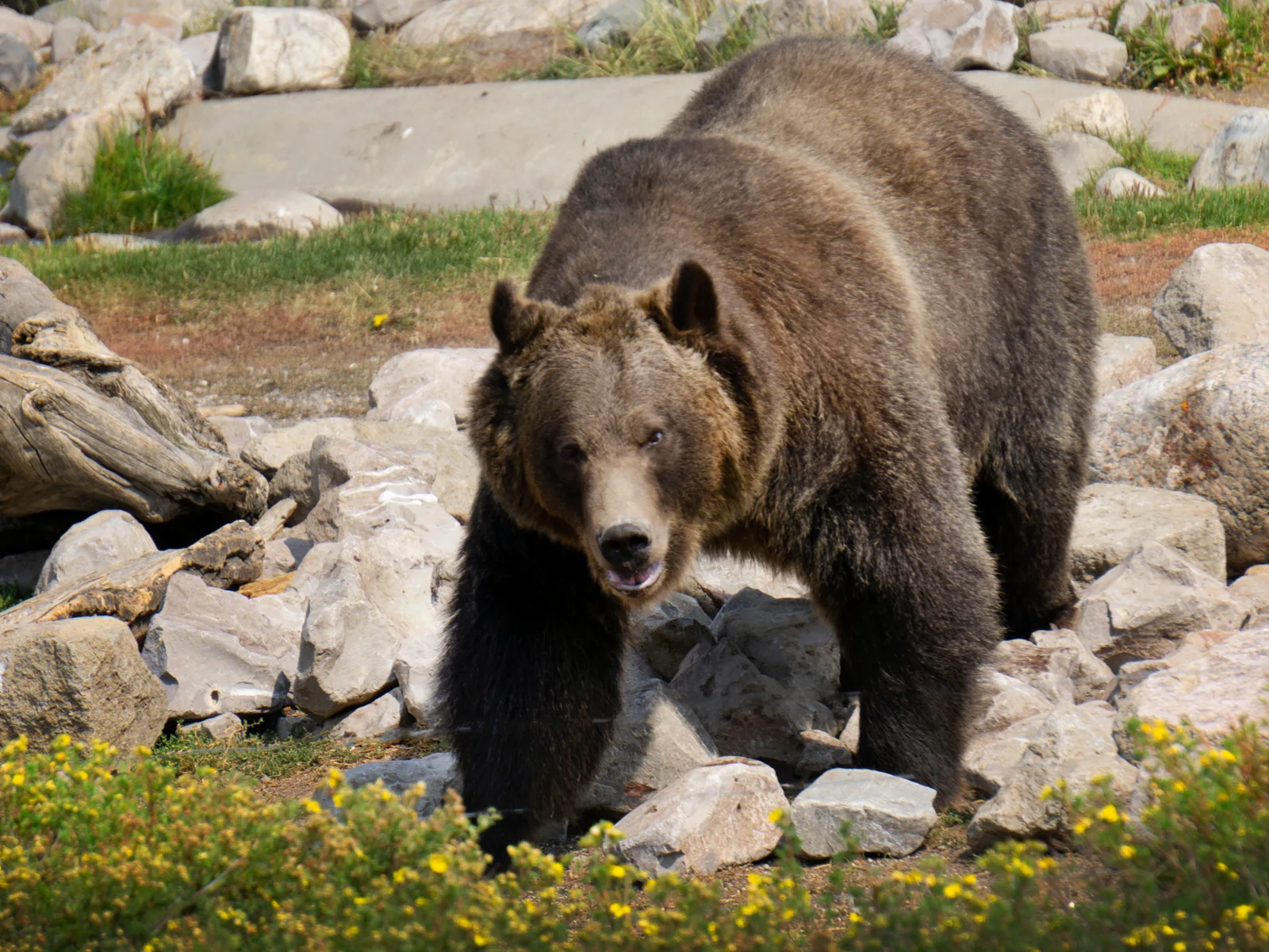 Giant bear crawling over white rocks at the Grizzly and Wolf Discovery Center, one of the best places to visit in Montana