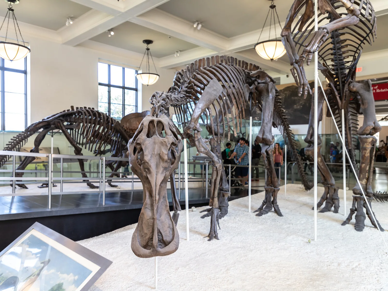 American Museum of Natural History, one of the best things to do in New York City, showing dinosaur bones
