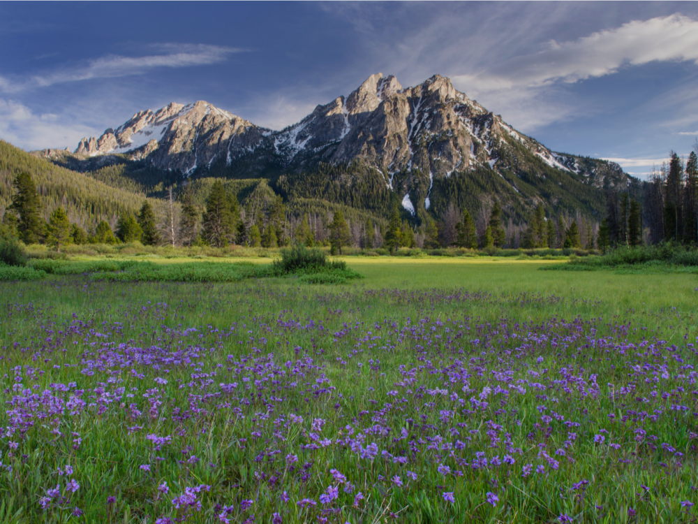 Purple wild flower blooming at the foot of McGown Peak Sawtooth Mountains, one of the best things to see in Idaho
