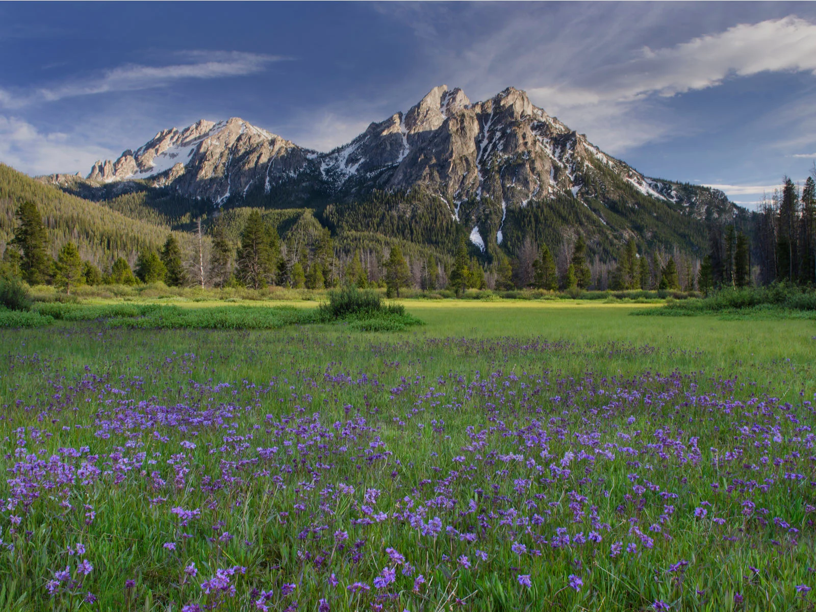 Purple wild flower blooming at the foot of McGown Peak Sawtooth Mountains, one of the best things to see in Idaho