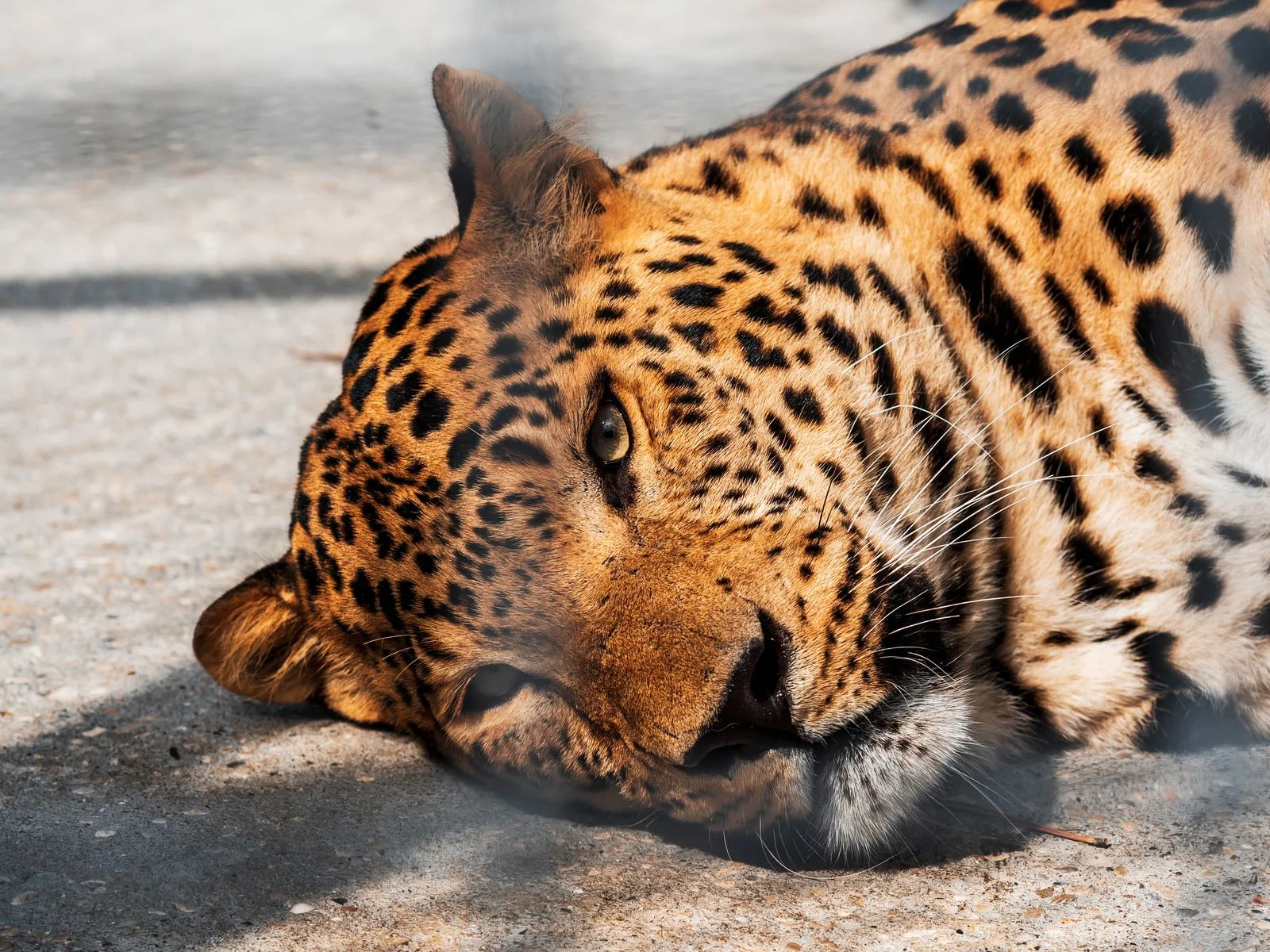 Observing a rescued Jaguar, one of the best things to do in Costa Rica, lying down with its head on the ground in a cage