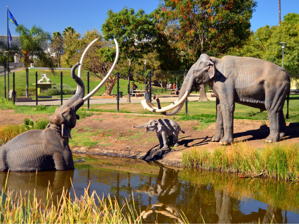 One of the best things to do in Los Angeles, La Brea Tar Pits & Museum