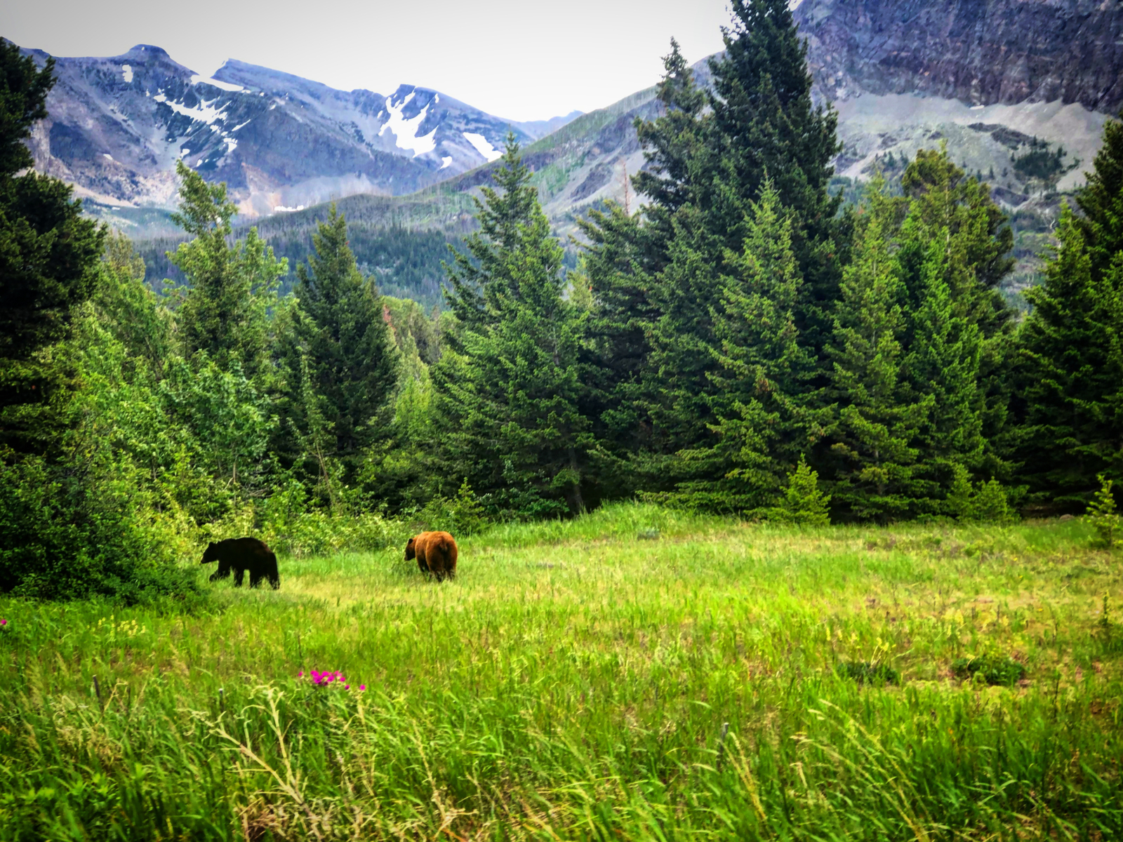 Bears in a national park, one of the best things to do in Montana