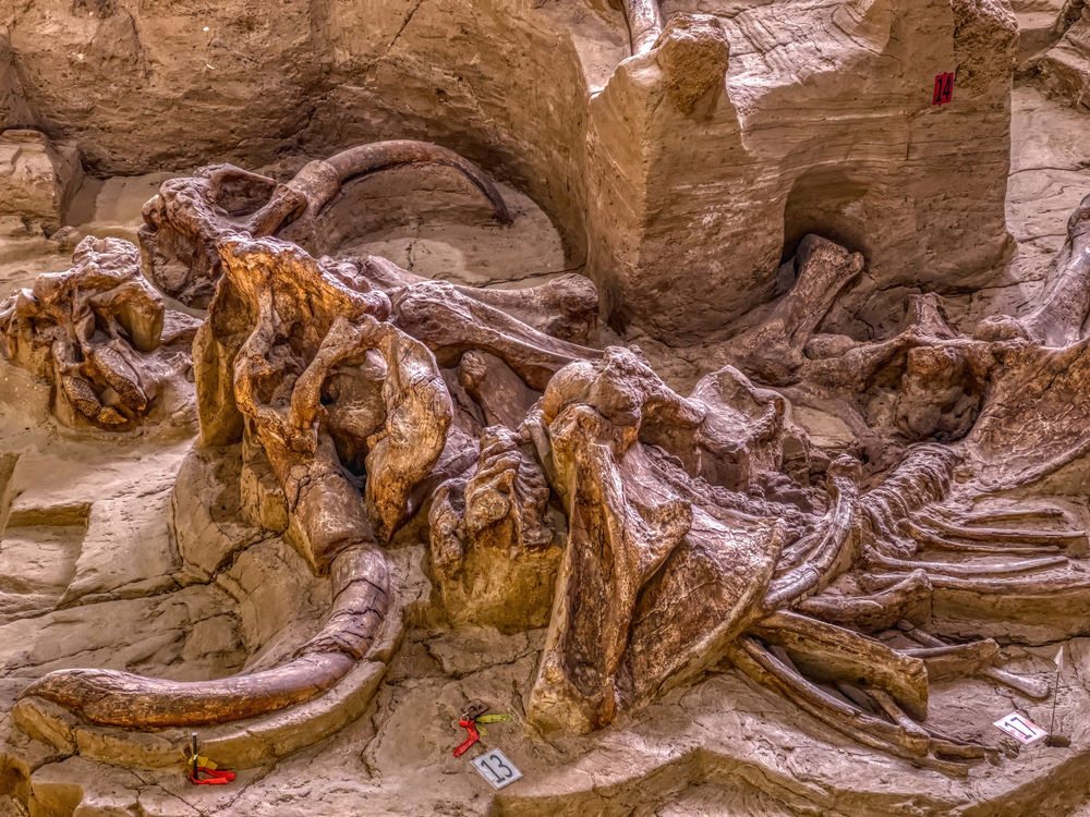Giant excavated Mammoth fossil preserved at The Mammoth Site in Hot Springs, SD 