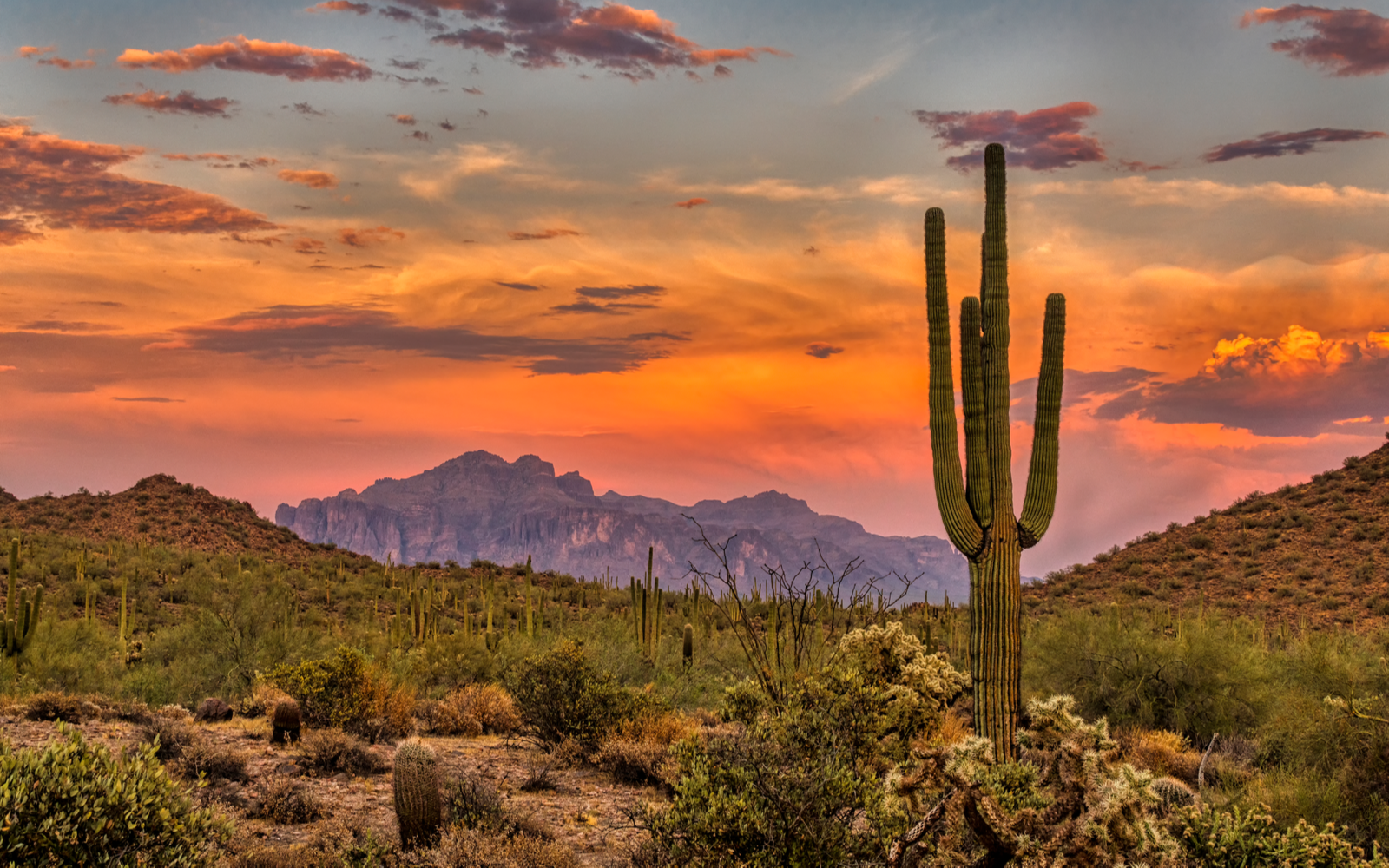 Sunrise in the Sonoran desert (one of the best places to visit in Arizona) with a big cactus in the foreground