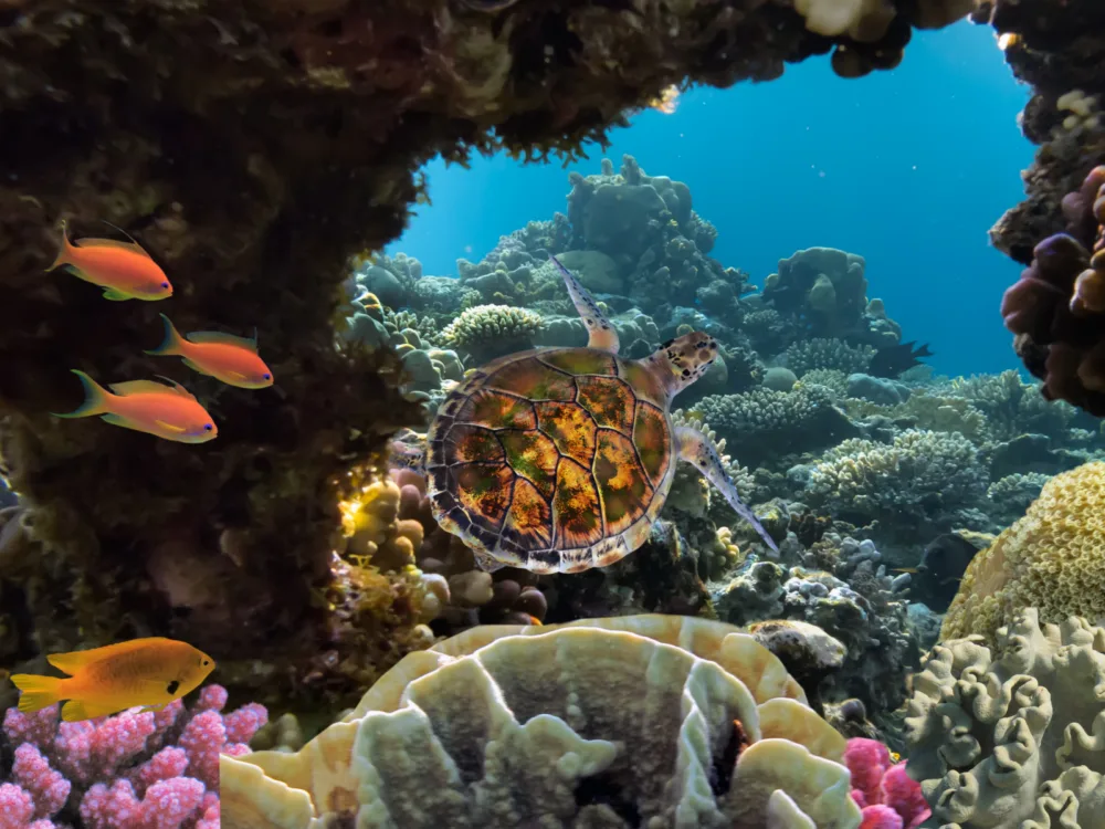 Happy sea turtle and orange fish seen by a coral reef for a piece on the best snorkeling in Hawaii