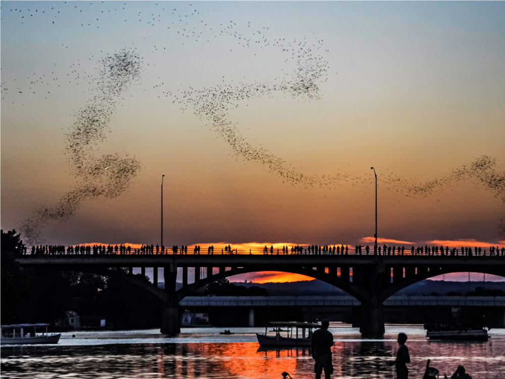 One of the best things to do in Austin, see the bridge bats