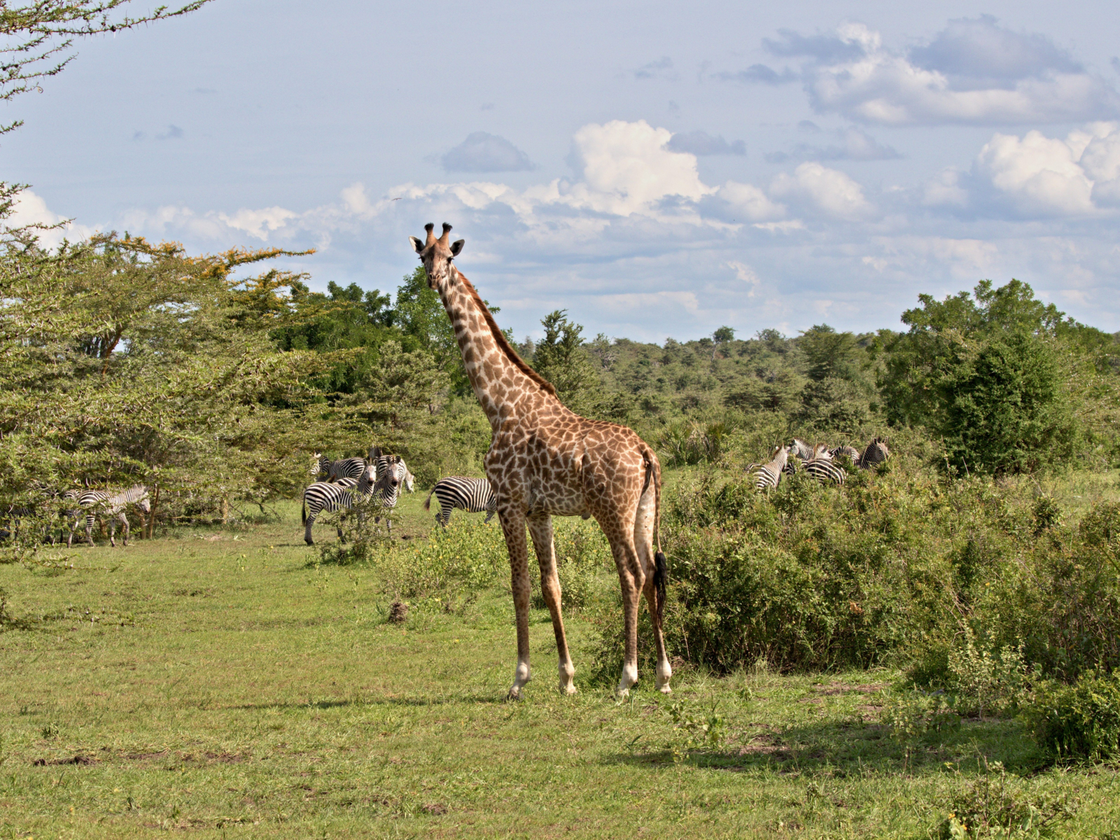 Giraffes and zebras at Nyerere National Park, location for one of the best safaris in Africa