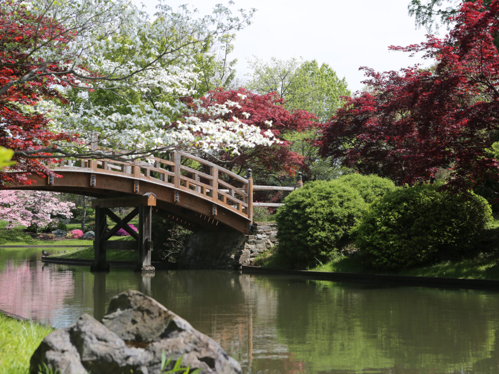 Adventure in a wooden foot bridge that is surrounded by various greeneries in Missouri Botanical Garden is one of the best things to do in St. Louis