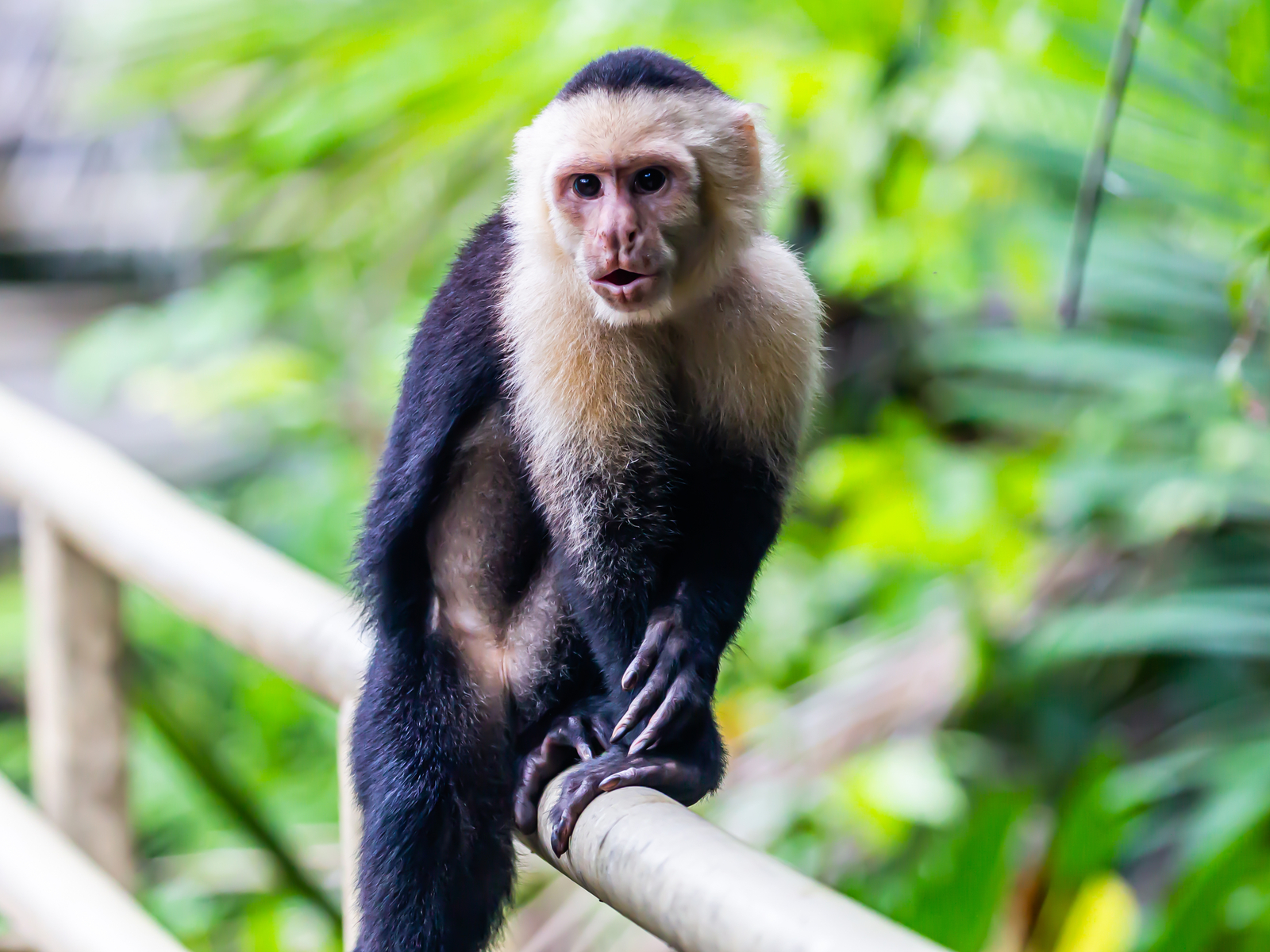 Capuchin monkey at the San Antonio Zoo, one of the best things to do in the city