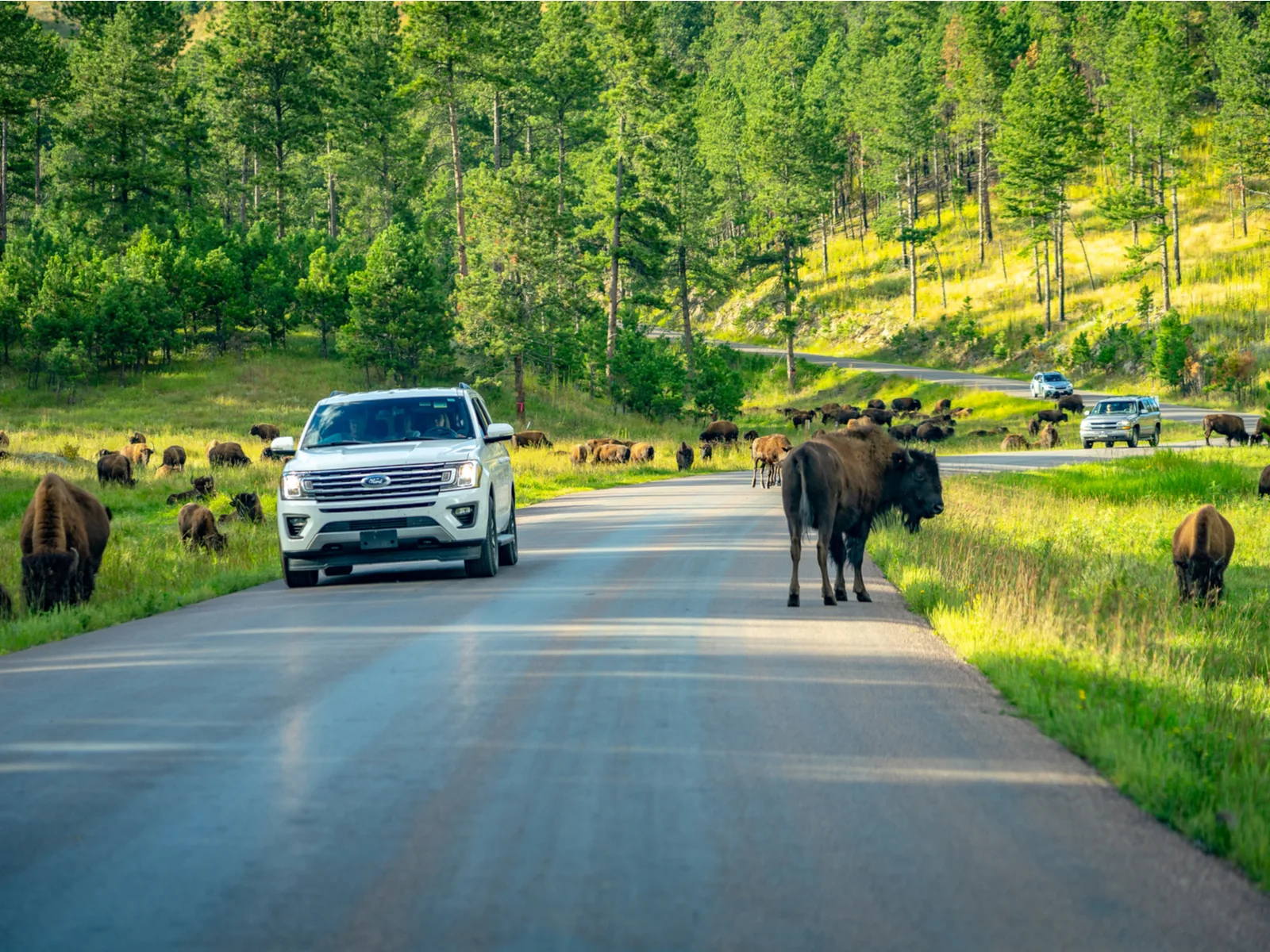 Buffalo in Custer State Park, one of South Dakota's best tourist attractions