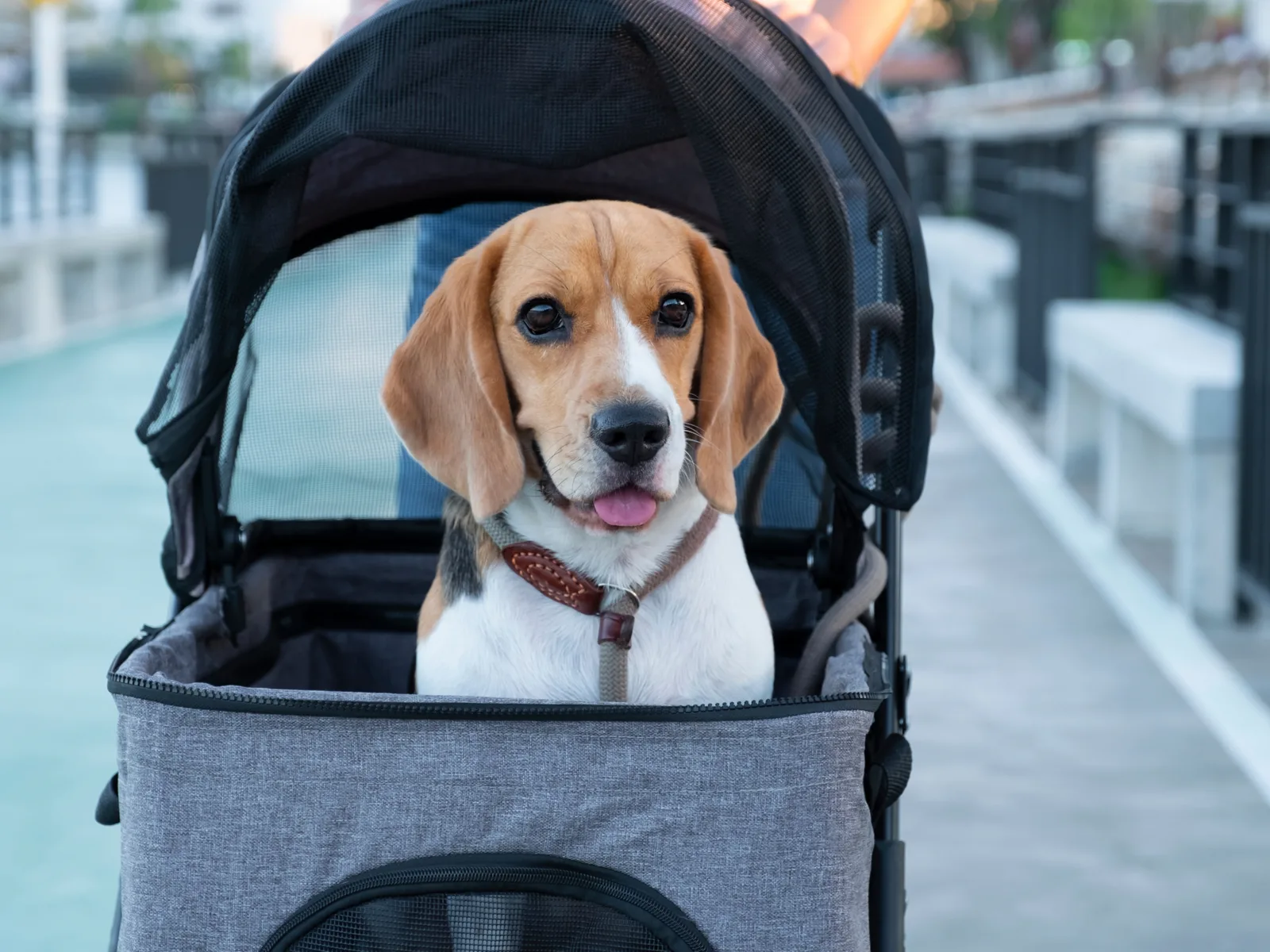 Pet sitting in the best dog stroller looking ahead on a boardwalk