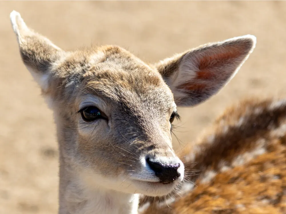 A closeup photo of a young deer in Smoky Mountain Deer Farm and Exotic Petting Zoo, one of the best things to do in Tennessee