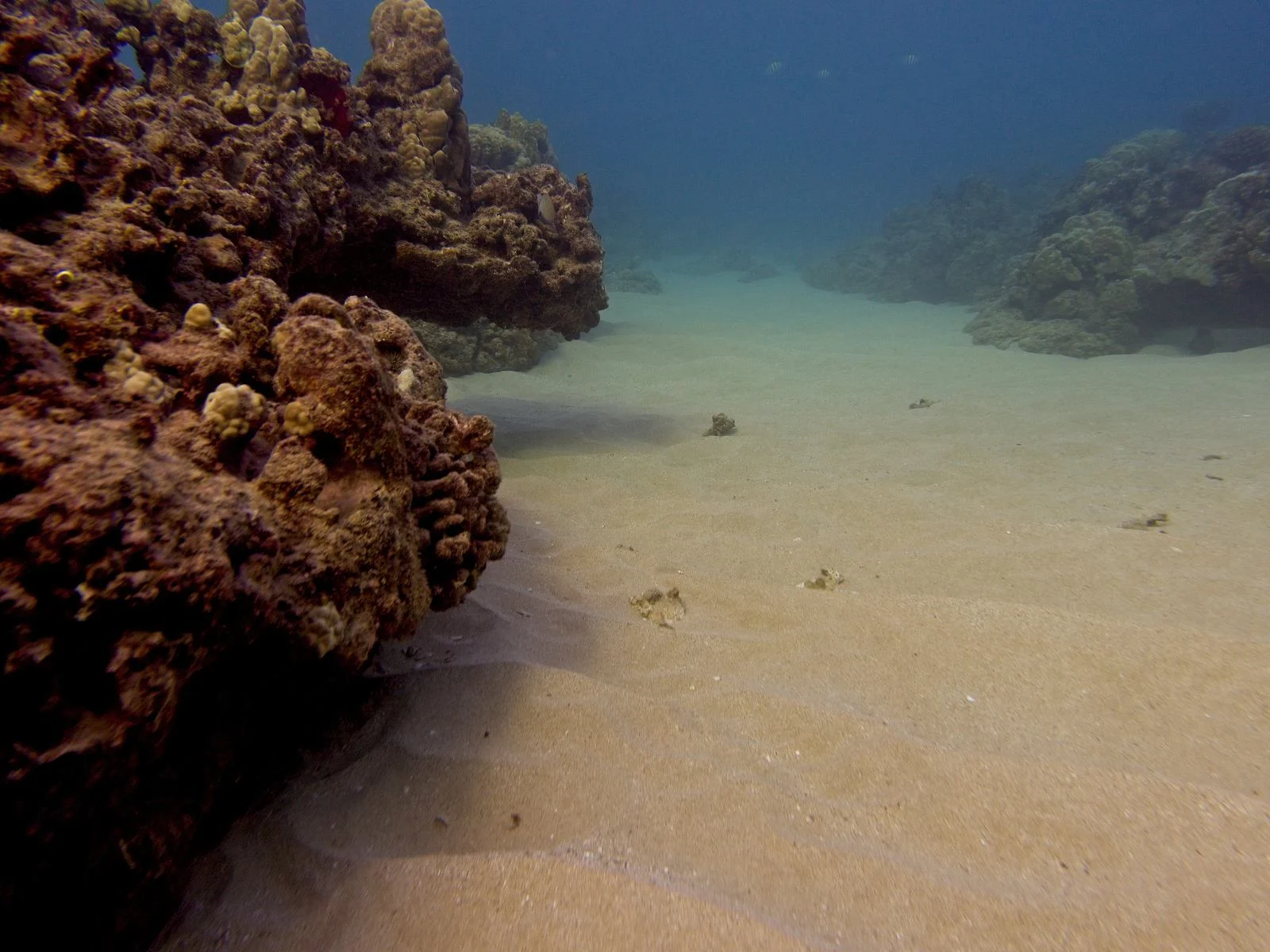 Fine brown sand, sharp rocks, and few corals at the bottom of Kahe Point, one of the best snorkeling spots in Hawaii