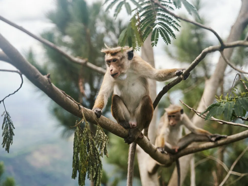 Monkey in a tree pictured during the best time to visit Bali, Indonesia