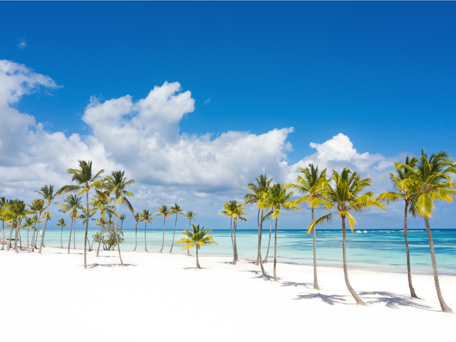 A row of thin palm trees rooted on fine white sand and peaceful waters, a piece on the best beaches in the Dominican Republic, at Juanillo Beach in Punta Cana