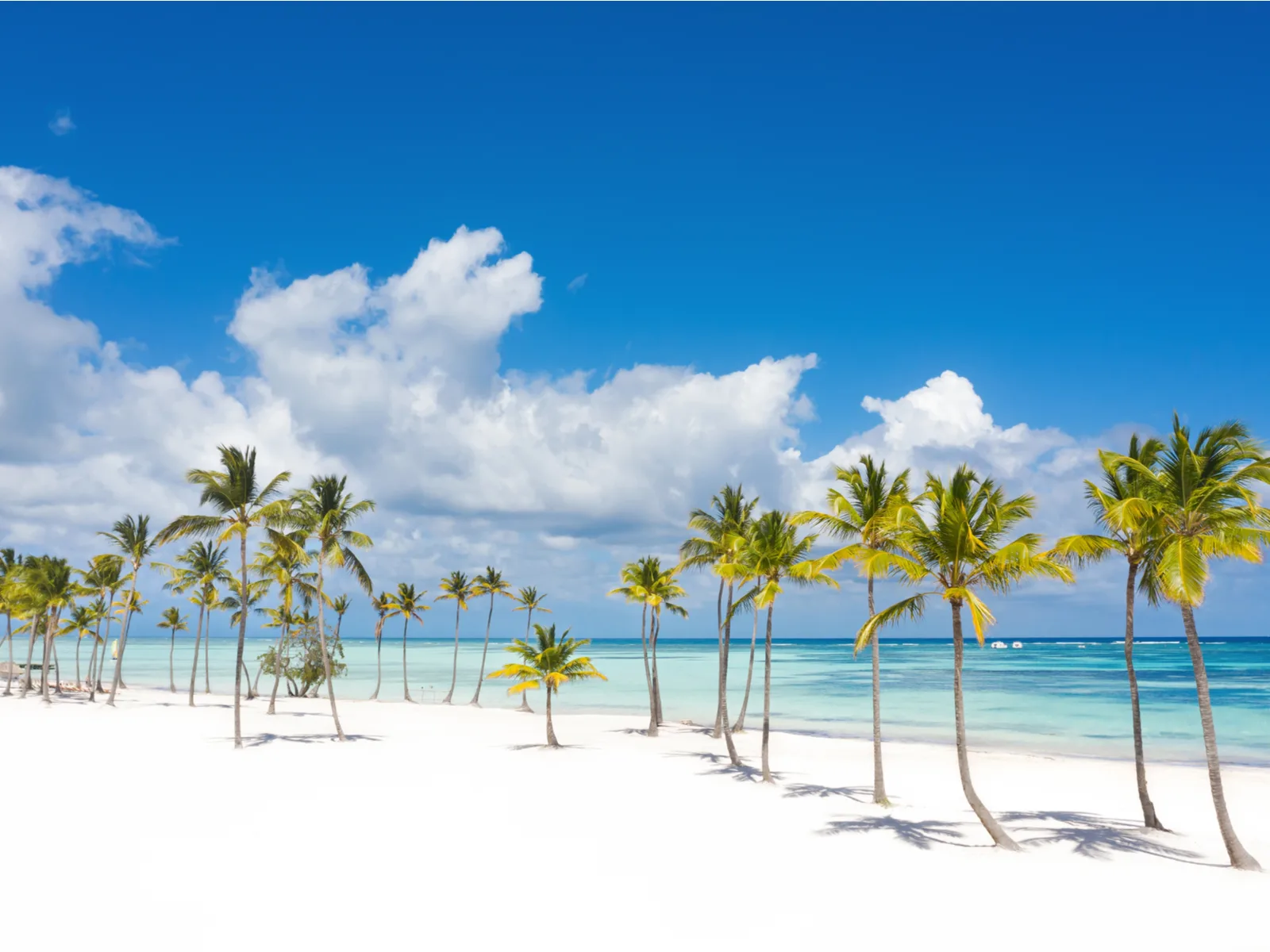 A row of thin palm trees rooted on fine white sand and peaceful waters, a piece on the best beaches in the Dominican Republic, at Juanillo Beach in Punta Cana