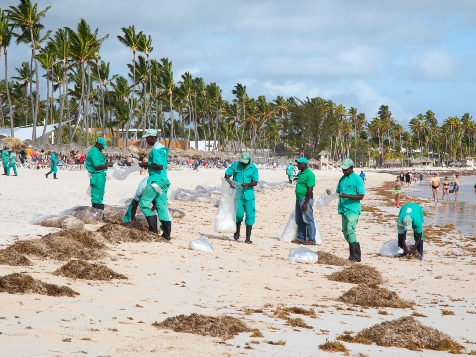 Punta Cana (one of the best beaches in the Dominican Republic) workers picking up seaweed