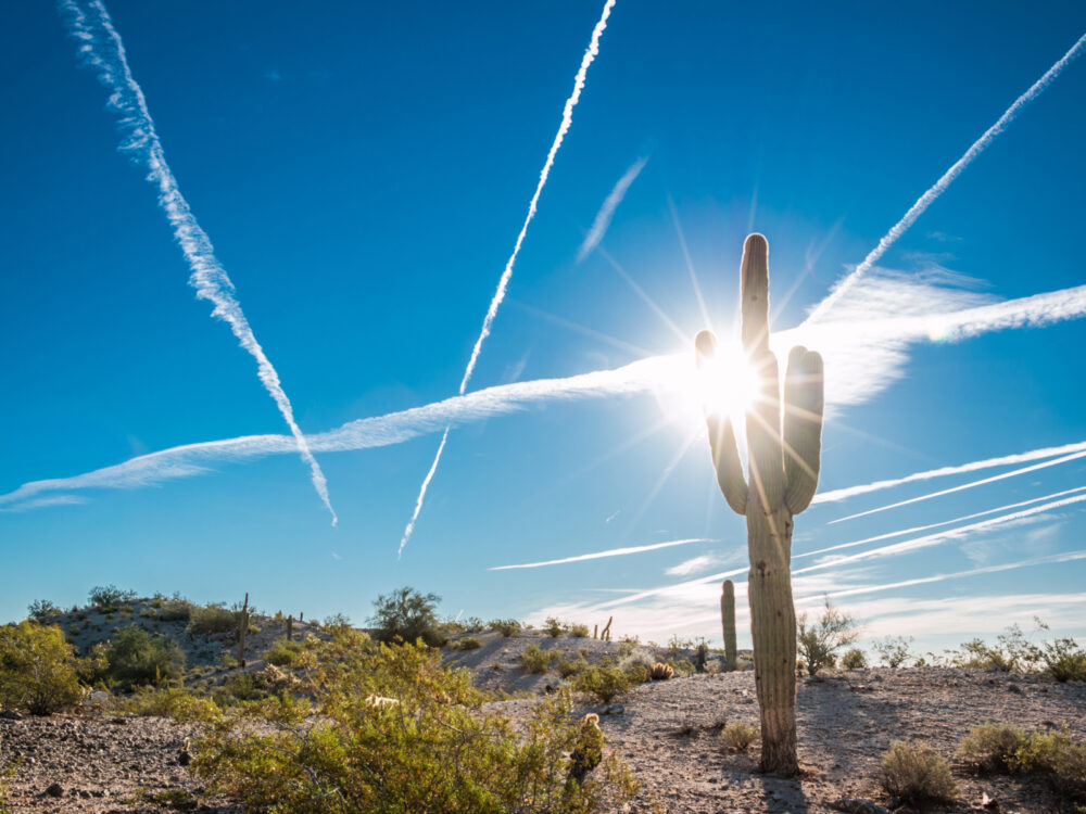Cactus pictured in Arizona during the worst time to visit