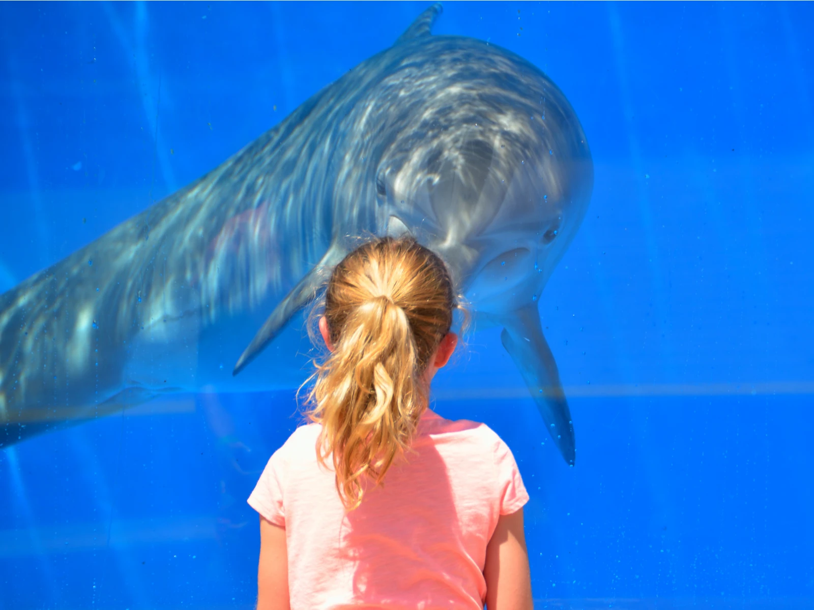 A child face to face with a dolphin inside the large aquarium at one of the best aquariums in Florida, Marineland Dolphin Adventure