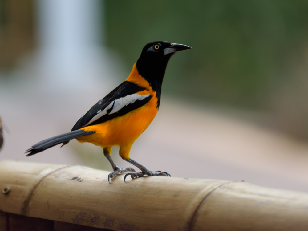For one of the best things to do in Aruba, you can visit the Bubali Bird Sanctuary featuring a black and orange bird