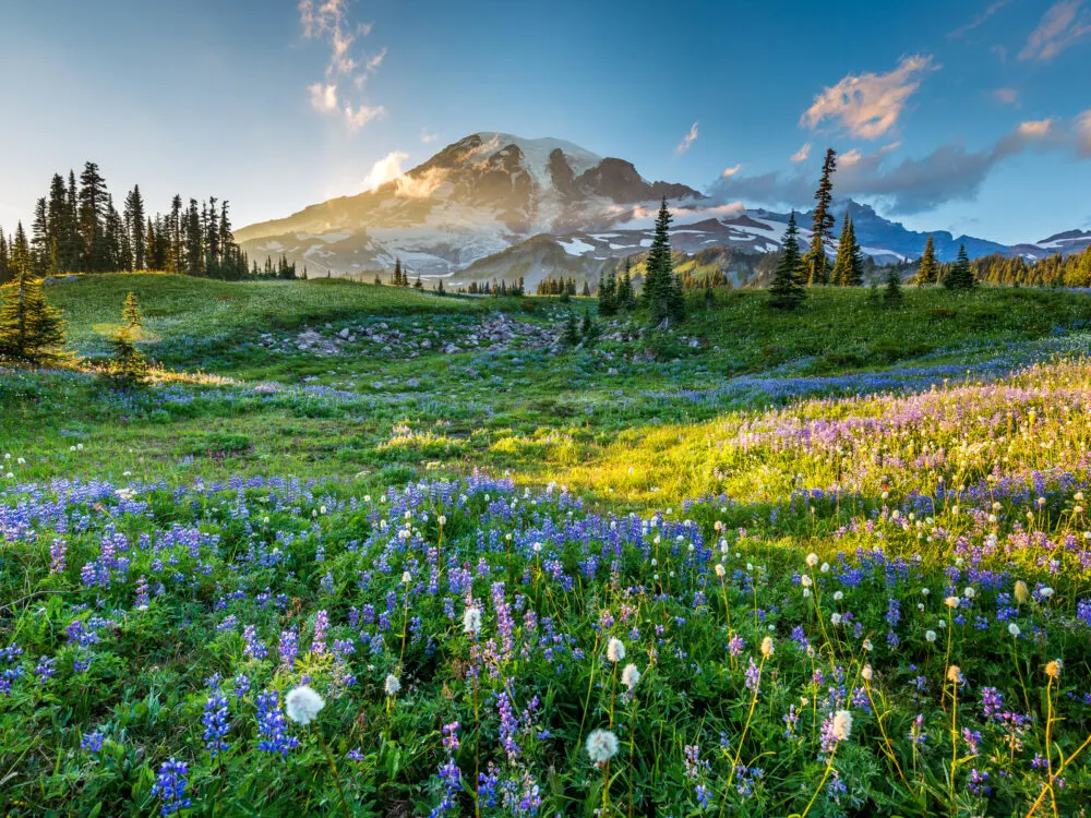 Gorgeous view of Mount Rainier National Park, one of the best things to do in Seattle