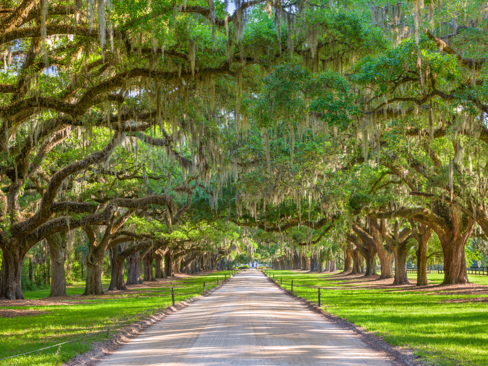 Tree-lined plantation entrance for a piece on the best hotels in Charleston, SC