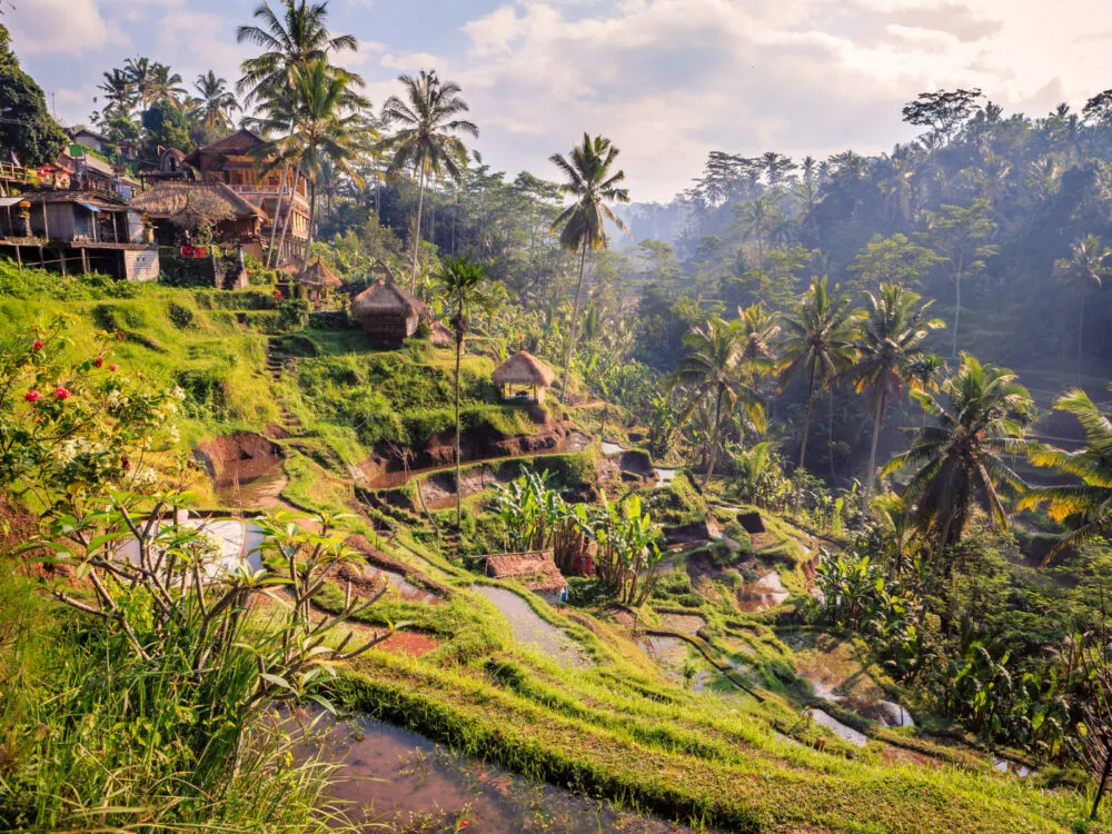 Spectacular view of the rice fields in Ubud during the best time to visit Bali
